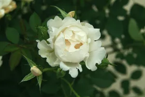 Icecap™ Landscape Shrub Rose